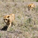 TZA SHI SerengetiNP 2016DEC25 Moru4Area 056 : 2016, 2016 - African Adventures, Africa, Date, December, Eastern, Month, Moru 4 Area, Places, Serengeti National Park, Shinyanga, Tanzania, Trips, Year